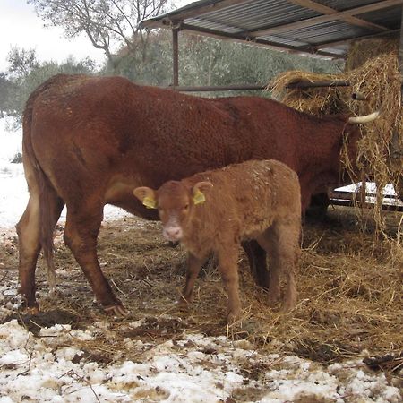בית הארחה פייזולה 	Fattoria Di Maiano מראה חיצוני תמונה