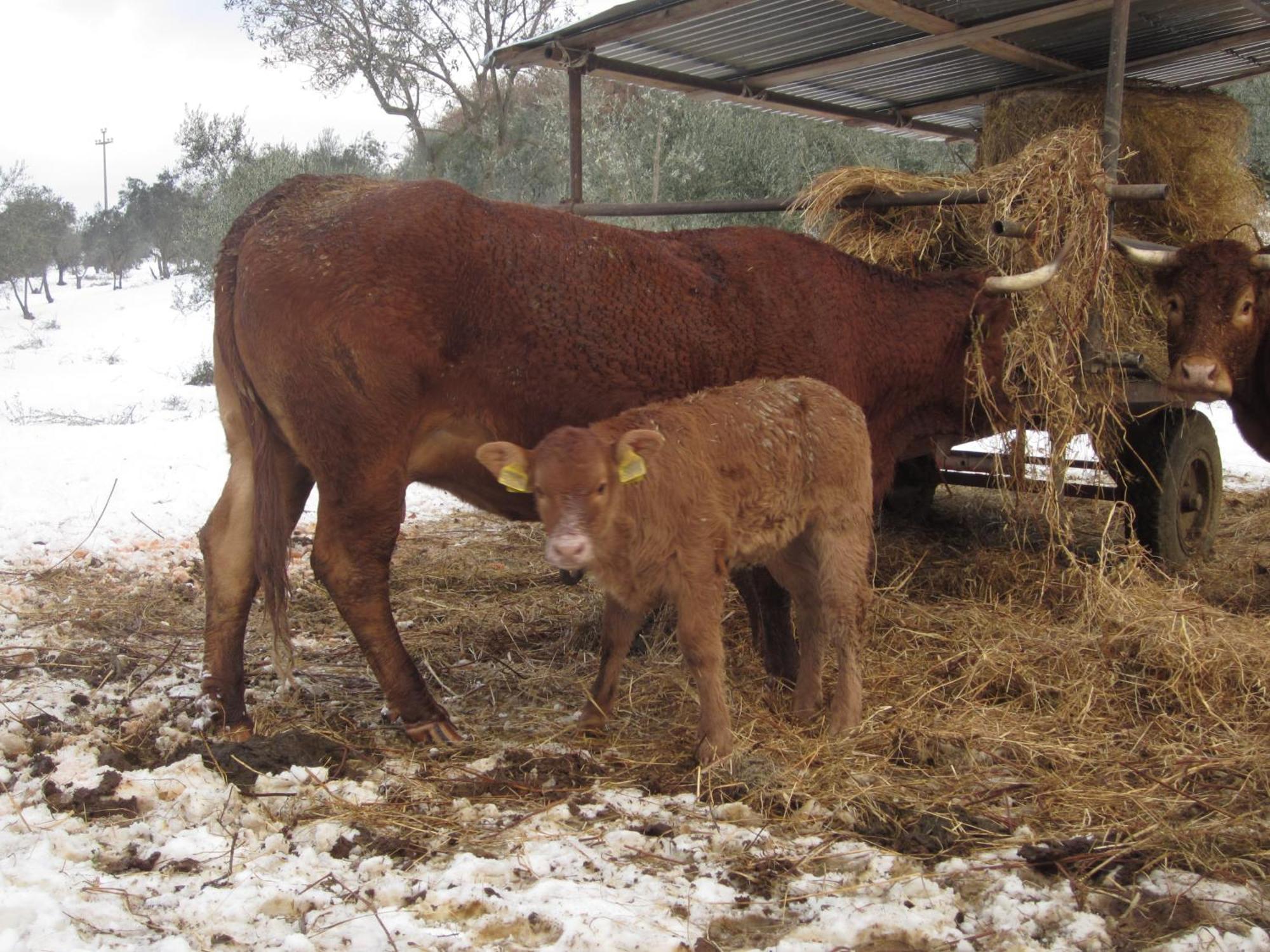בית הארחה פייזולה 	Fattoria Di Maiano מראה חיצוני תמונה