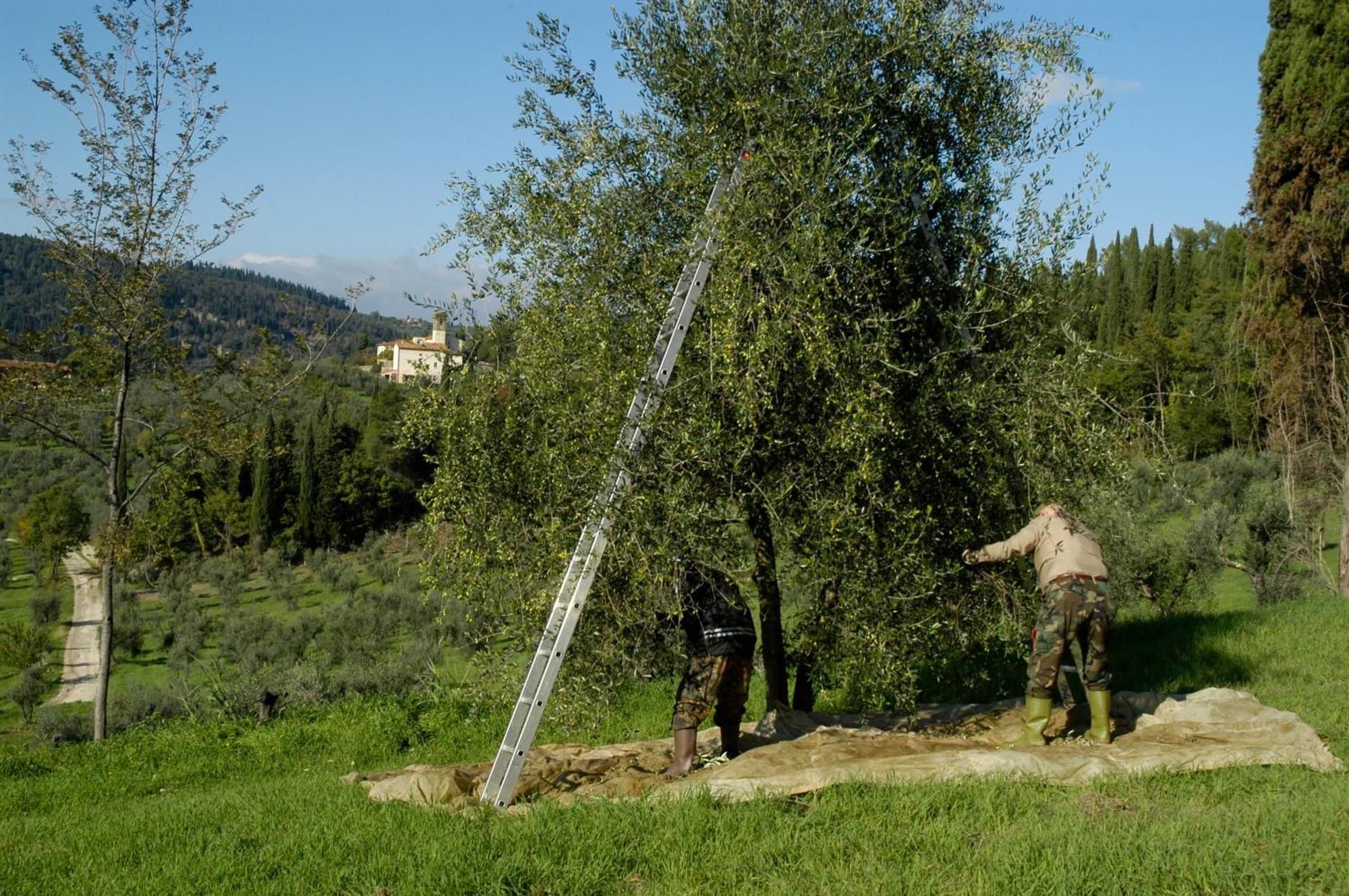 בית הארחה פייזולה 	Fattoria Di Maiano מראה חיצוני תמונה
