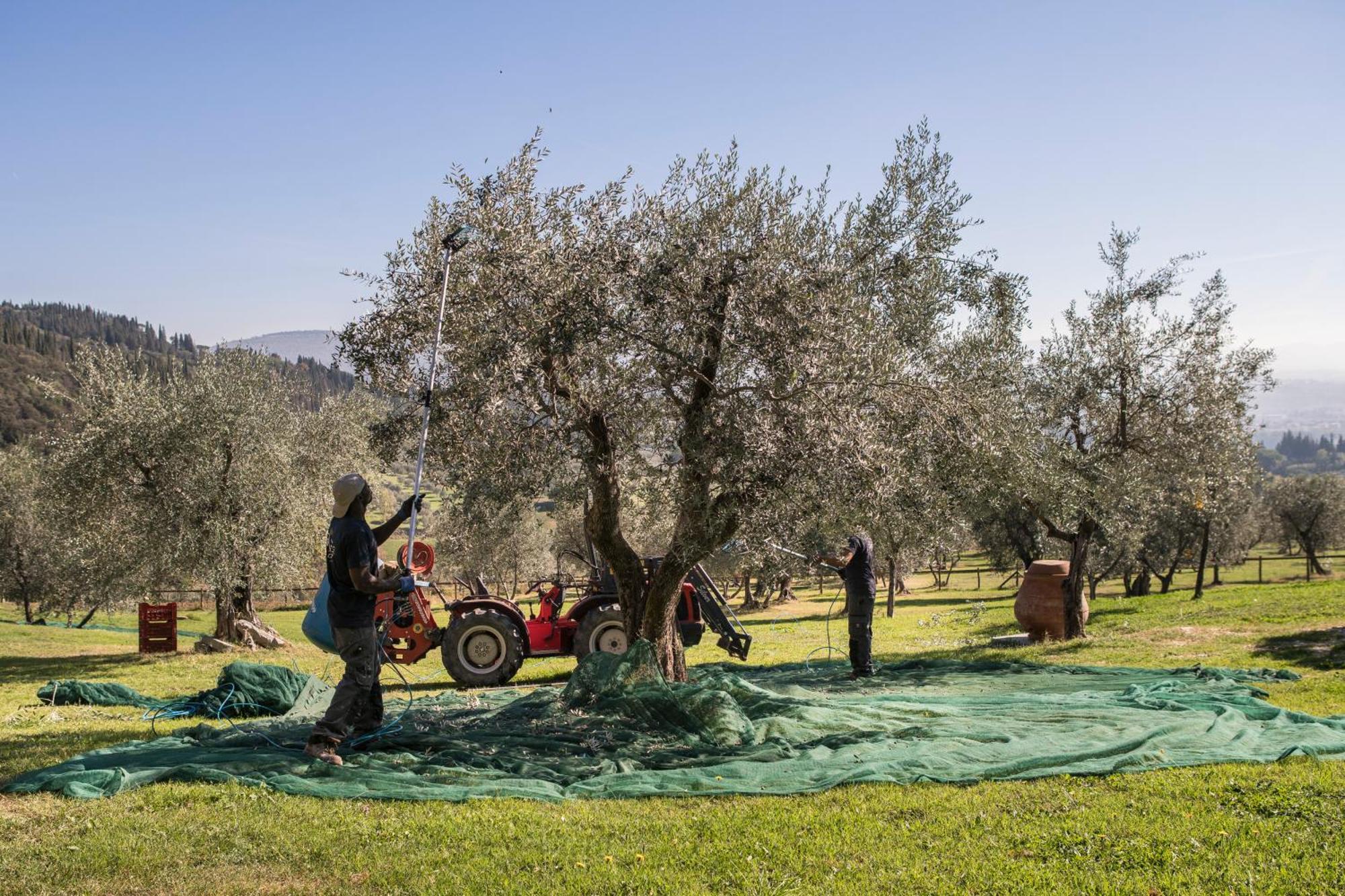 בית הארחה פייזולה 	Fattoria Di Maiano מראה חיצוני תמונה